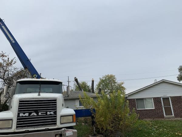 All State Tree and Lawn Services