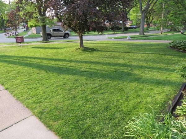 All State Tree and Lawn Services