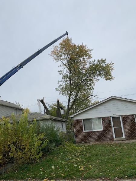 All State Tree and Lawn Services