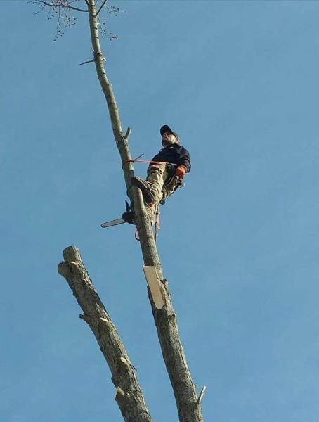 Alfredo's Tree Service