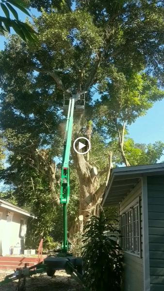 A Plus Tree Service