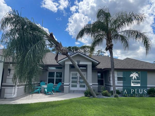 A Plus Tree Service