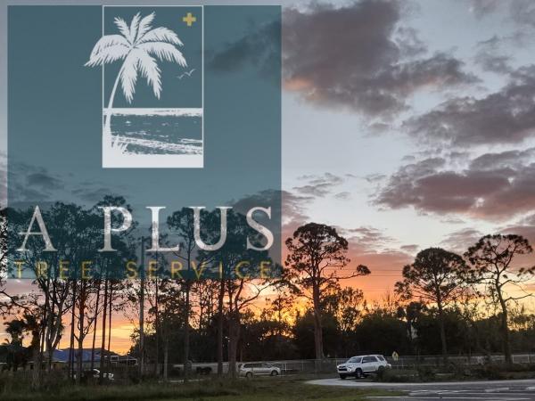 A Plus Tree Service