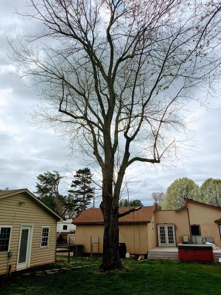 Rose Tree Care LLC