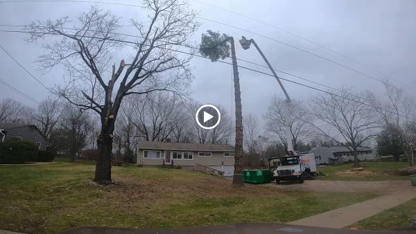 Pine Ridge Tree Service