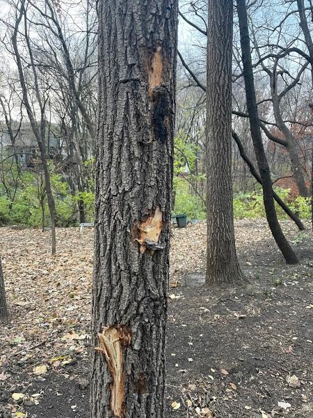 Arborpro Tree Services. LLC