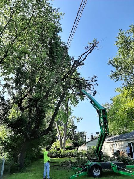 The Tree Surgeon