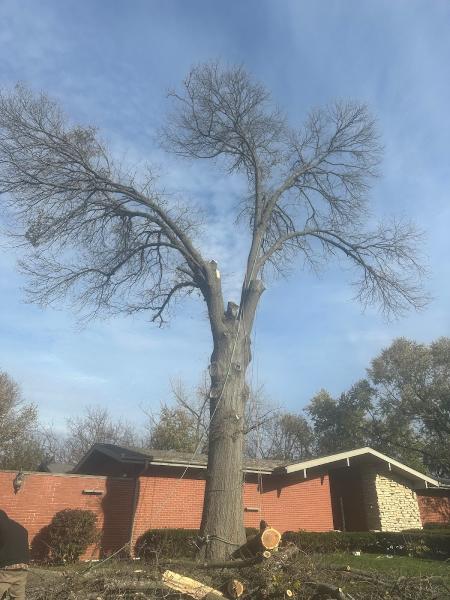 The Tree Surgeon