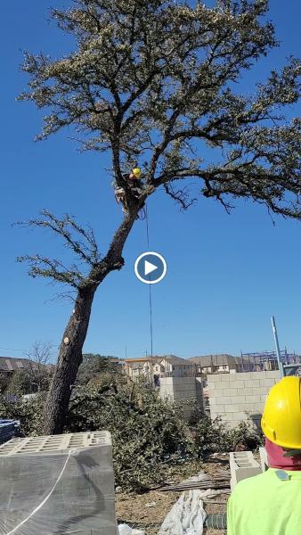Phillips Trio Tree Service