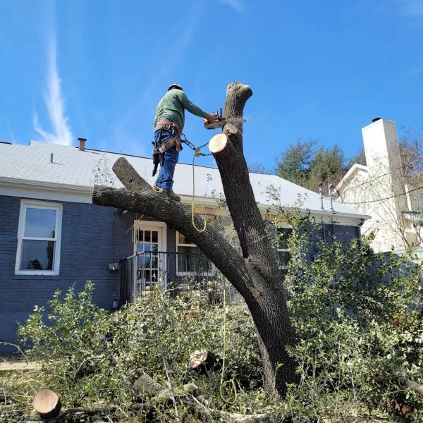 Phillips Trio Tree Service