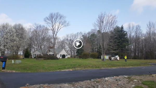 Wolfe Tree Service