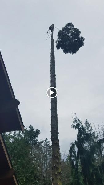 Precision Tree Service