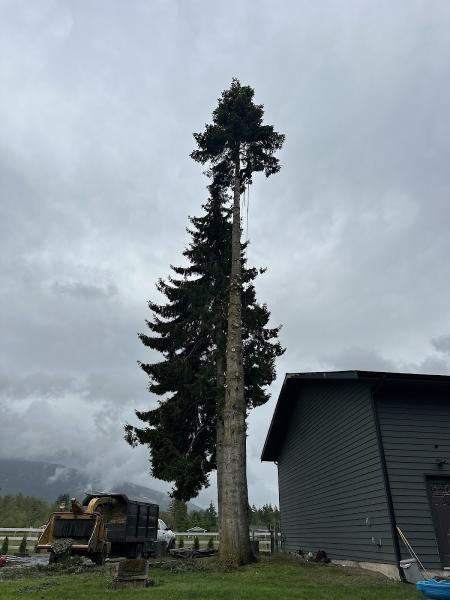 Precision Tree Service