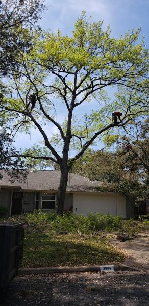 Jp's Tree Service