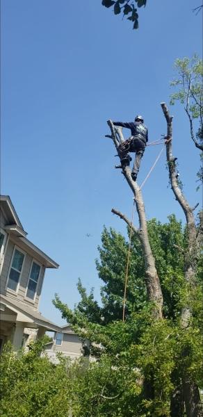 Jp's Tree Service