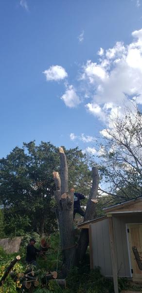 Jp's Tree Service