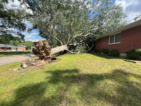 Midwest Tree Surgeons