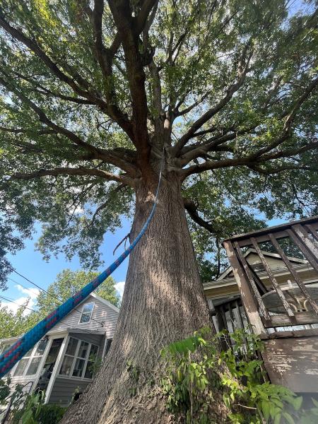 Midwest Tree Surgeons