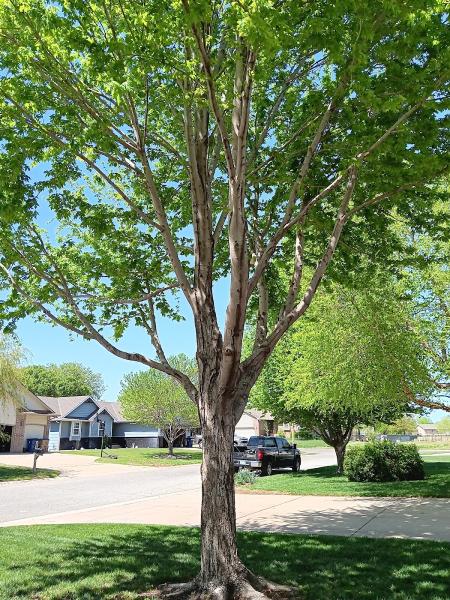 Crabtree's Tree Service