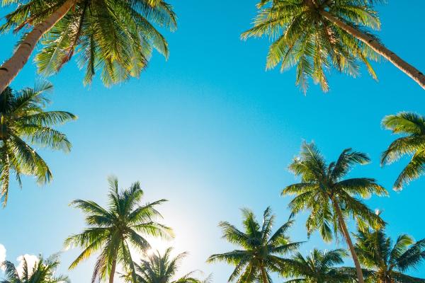 Pacifico Tree Service