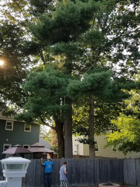 Hirko's Tree Service