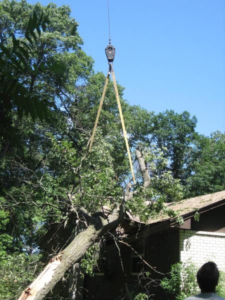 A Family Tree & Brush Services