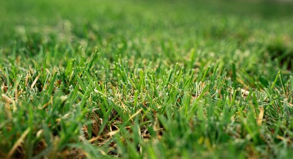 Hill Country Fertilizer