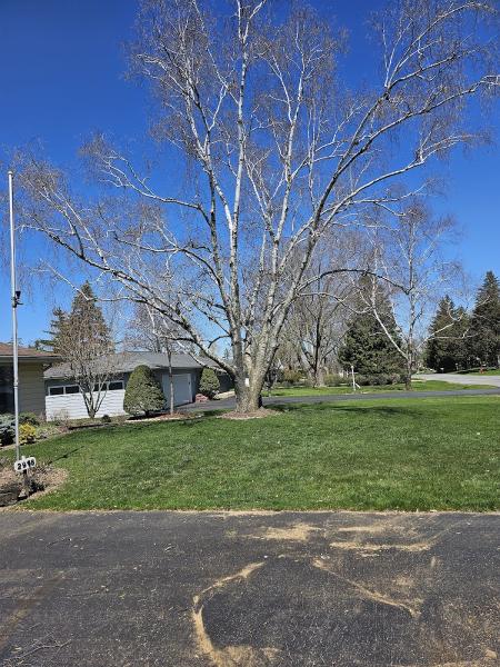 C M Tree Services LLC