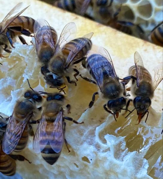 Honey Bear Bee Removal