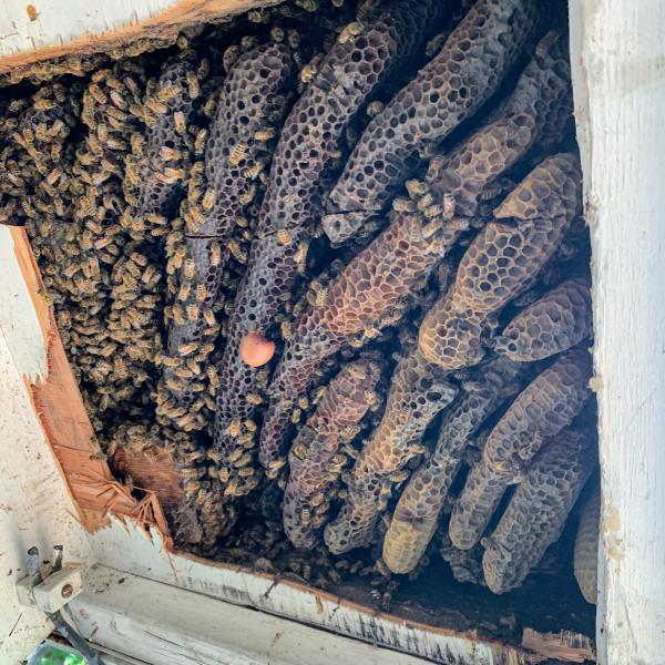 Honey Bear Bee Removal