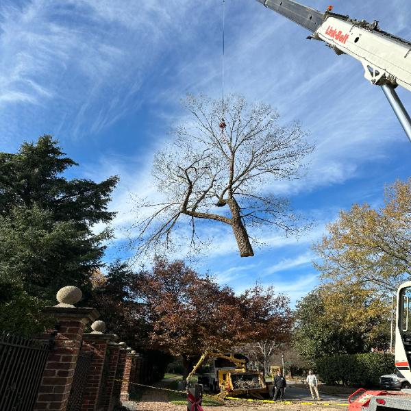 Commonwealth Tree Care