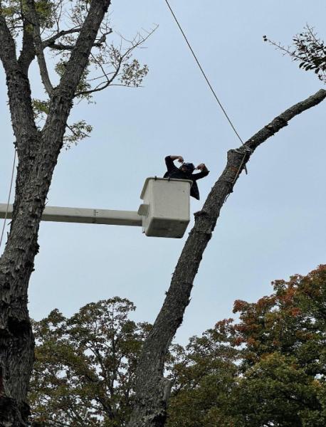 Commonwealth Tree Care