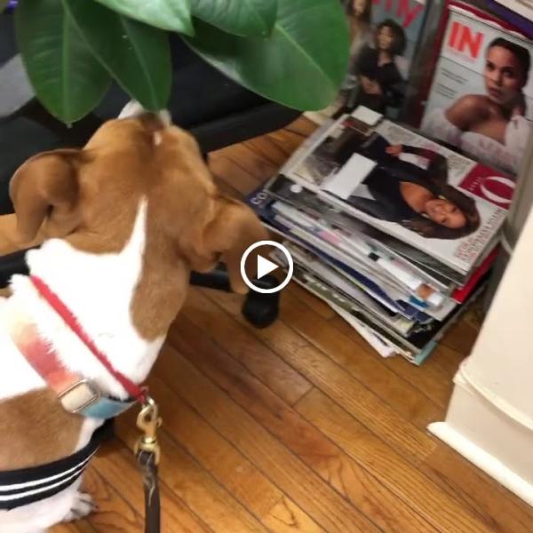 Doctor Sniffs Bed Bug Dogs