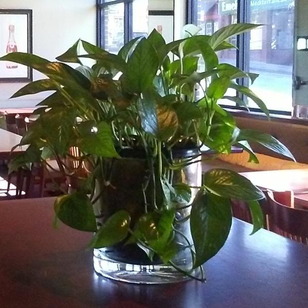 Plant Lady