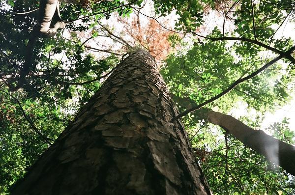 Ranch & Home Tree Service