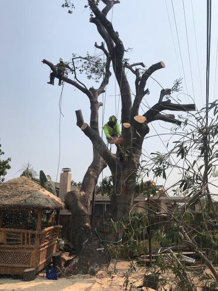 Newvista Tree Service