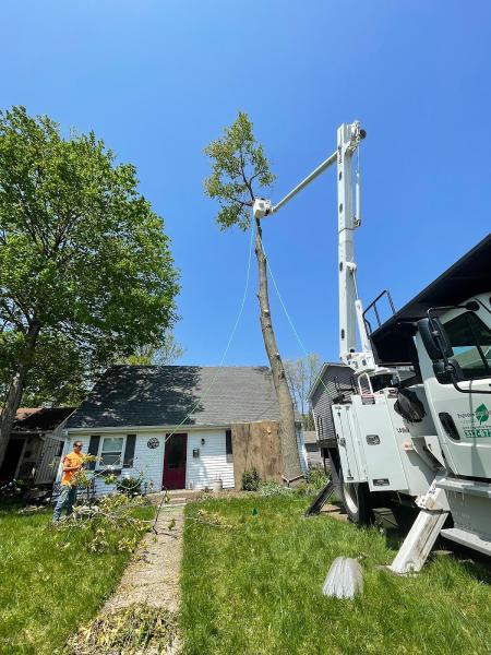 Engledow Tree Experts LLC