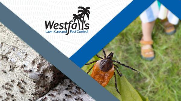 Westfall's Lawn and Pest