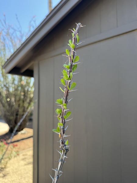 Ocotillo Joe LLC
