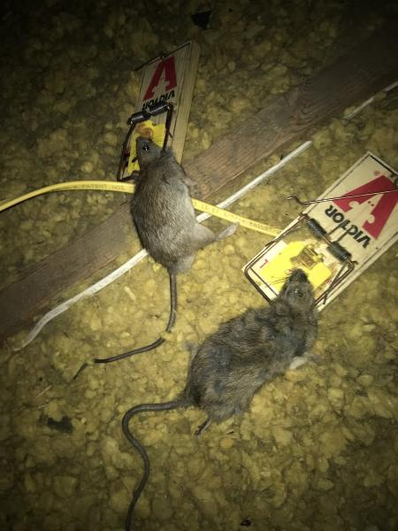 Ikill Pest Control Inc