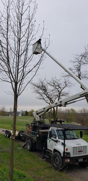 Krizsan Tree Service