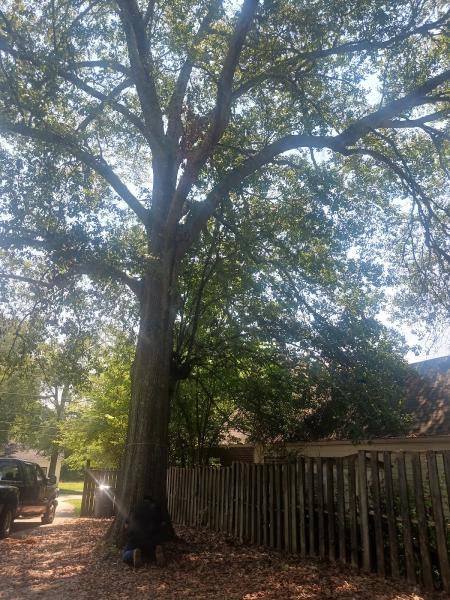 Landscaping & Tree Services