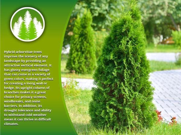 Privacy Tree Farms
