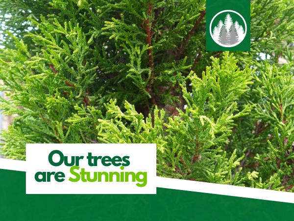 Privacy Tree Farms