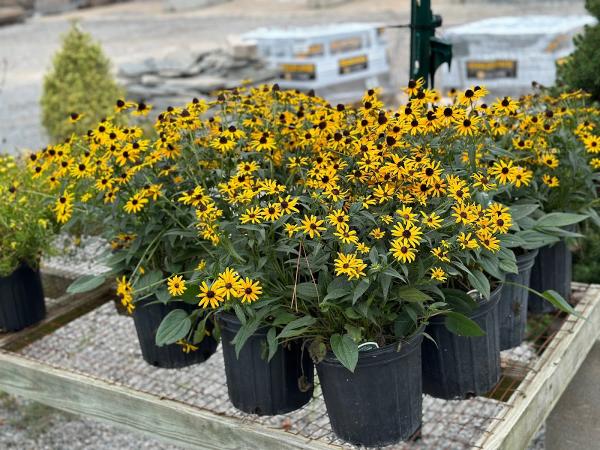 Ohio Valley Landscaping & Nursery