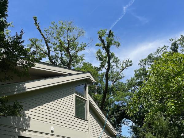 United Tree Service