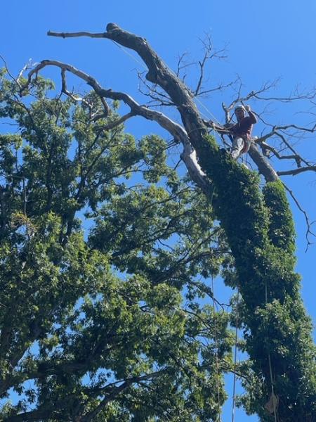 United Tree Service