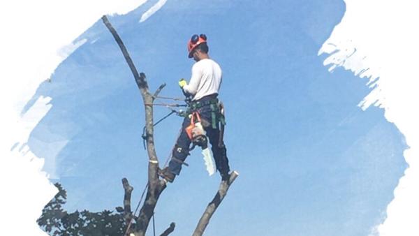 Chinchilla Tree Services