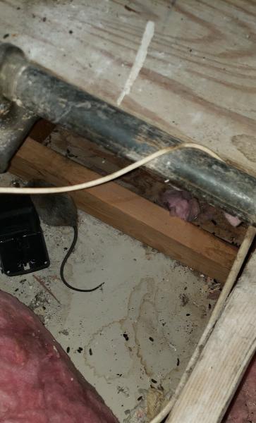 Pasadena Rodent Exterminator Services
