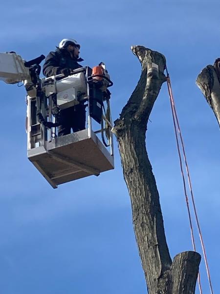 Advanced Tree Solutions LLC